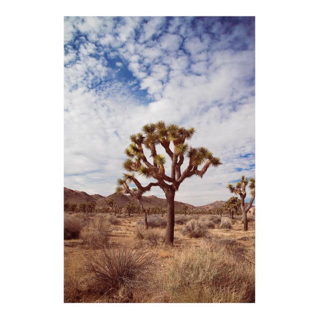 4:36pm Joshua Tree' Desert Landscape Photograph - 32" X 48" - by Mark Frohman For Sale