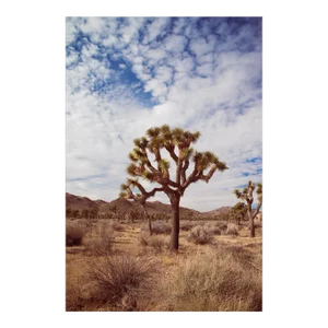 4:36pm Joshua Tree' Desert Landscape Photograph - 32" X 48" - by Mark Frohman