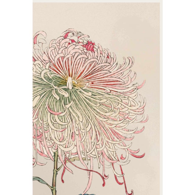 Japanese Asian Mum by Hasegawa, Vintage Japanese Botanical Art Print, 40" X 60" For Sale - Image 3 of 11