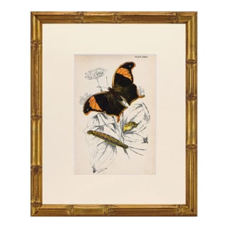 19th Century Antique English Butterfly Print 1897 For Sale