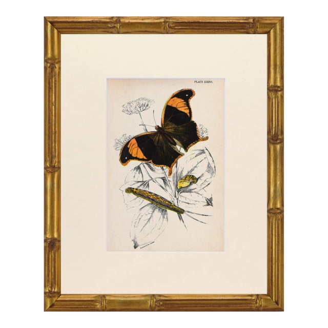 19th Century Antique English Butterfly Print 1897 For Sale