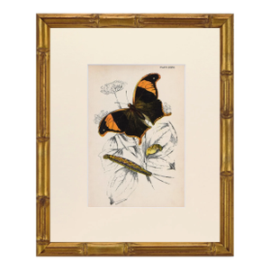 19th Century Antique English Butterfly Print 1897