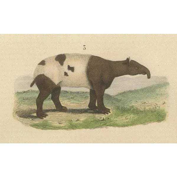 Mid 19th Century Terrestrial Mammals, 1845, Paper For Sale - Image 5 of 6