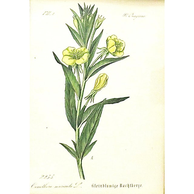 FREE SHIPPING ANYWHERE IN THE CONTINENTAL US! This is a set of five antique botanical prints. European. The prints are...
