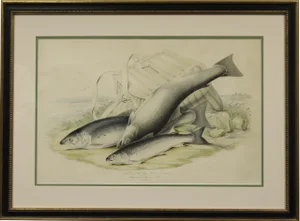 "Sea Trout of the Solway"