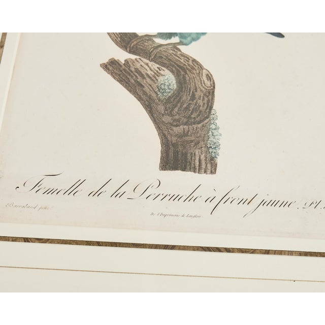 Pair Jacques Barraband Hand Colored Ornithological Bird Prints For Sale - Image 12 of 17