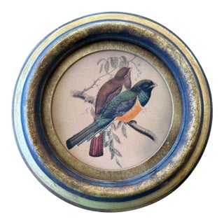 Vintage Framed Print of Trogon Birds For Sale