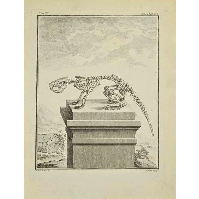 Skeleton is an etching realized in 1771 by a-j de fehrt. Signed in flat. The Artwork Belongs to the Suite "Natural,...