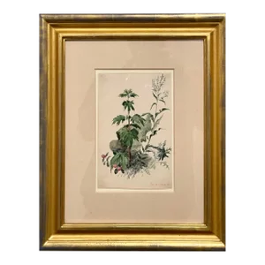 Charles De Wolf Brownell, Plants, Bristol 1863 Watercolor Painting American Artist Charles DeWolf Brownell, 1863