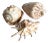 Collection of Three Seashells For Sale
