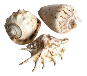 Collection of Three Seashells