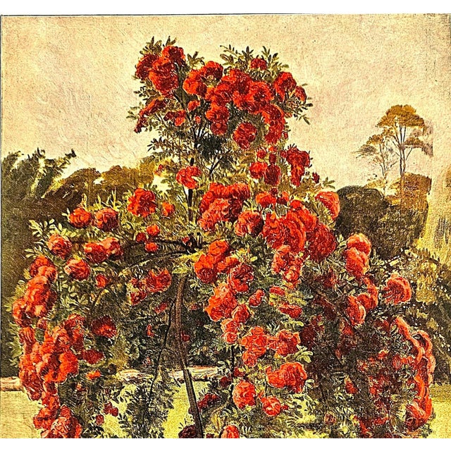 French 1902 French Botanical Chromolithograph-Roses For Sale - Image 3 of 4