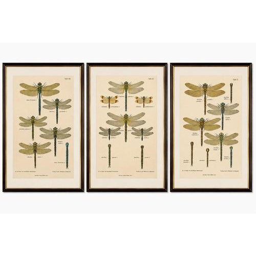 Dragonflies of Central Europe, 1908, Lithograph, Set of 3 For Sale - Image 6 of 14