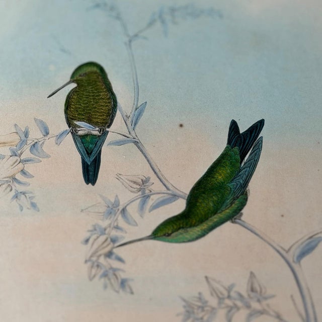 Wood Antique c.1861 John Gould Hummingbird Lithograph & Text Framed Gallery Display For Sale - Image 7 of 11