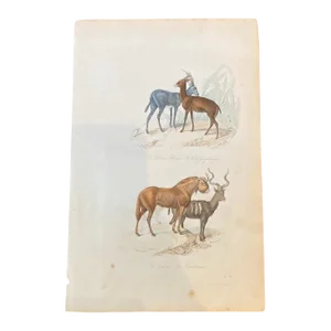 French Antique 18th Century "Le Gnou" Animal Engraving Hand Colored Signed Artwork