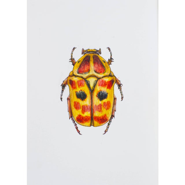 Contemporary Juris Utans, Reddish Yellow Beetle, 2021, Mixed Media on Paper For Sale - Image 3 of 3