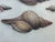 Contemporary Hannah Winters Repro Print of Her Seashells in a Vintage Gold Frame For Sale - Image 4 of 6