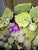 Chinese Grape Vines Bonsai Tree For Sale - Image 3 of 12