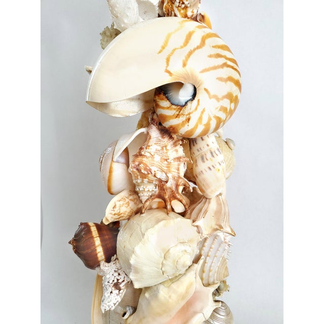 Lamp Shells Seashells For Sale - Image 11 of 14