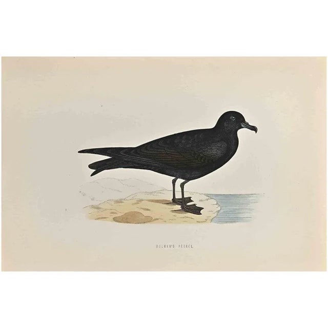 Bulwer's Petrel is a modern artwork realized in 1870 by the British artist Alexander Francis Lydon (1836-1917) . Woodcut...
