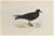 Bulwer's Petrel is a modern artwork realized in 1870 by the British artist Alexander Francis Lydon (1836-1917) . Woodcut...