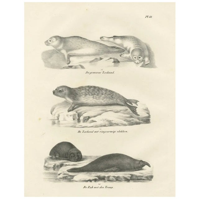 Seals and Elephant Seals in Arctic and Marine Habitat, 1836, Lithograph For Sale