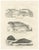 Seals and Elephant Seals in Arctic and Marine Habitat, 1836, Lithograph For Sale
