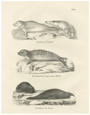 Seals and Elephant Seals in Arctic and Marine Habitat, 1836, Lithograph