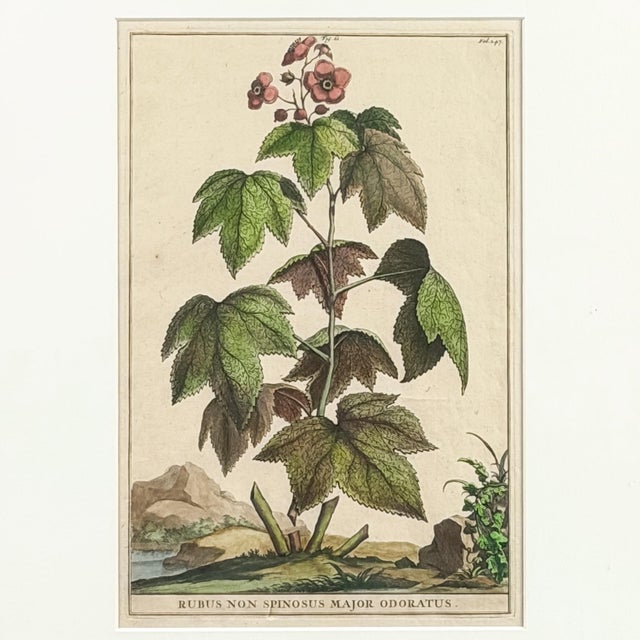 17th Century 1696 Flowering Raspberry Hand-Colored Botanical Engraving by Abraham Munting For Sale - Image 5 of 8