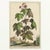 17th Century 1696 Flowering Raspberry Hand-Colored Botanical Engraving by Abraham Munting For Sale - Image 5 of 8
