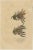 Drapiez, Naturalist Illustrations: Marine Life and Arthropods, 1845, Prints, Set of 3 For Sale - Image 4 of 6