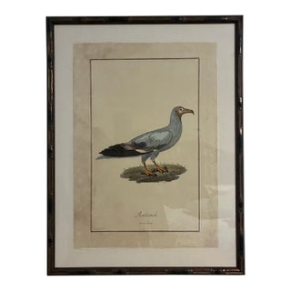 Natural Curiosities “Rachamah” Bird of Pharaoh Print After James Bruce For Sale
