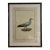 Natural Curiosities “Rachamah” Bird of Pharaoh Print After James Bruce For Sale