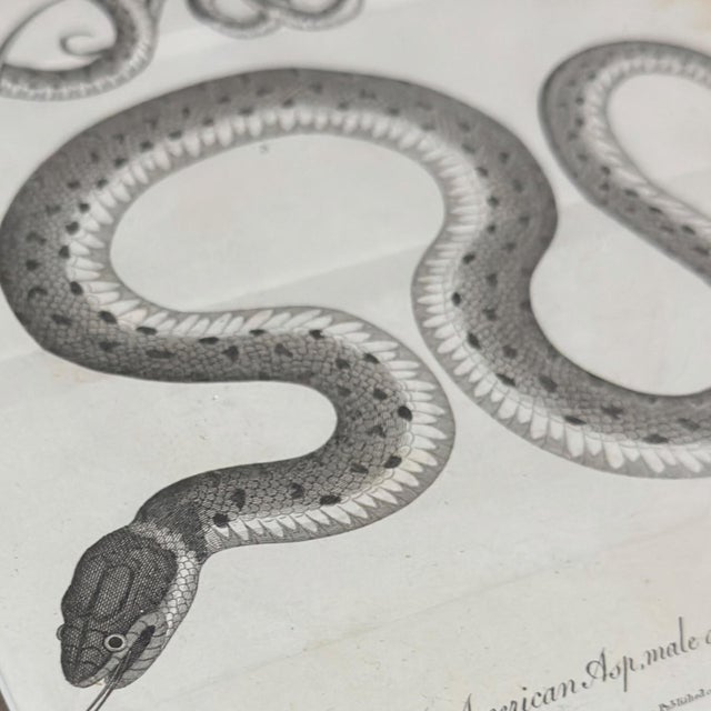 1802 Framed Antique Snake Engraving After Seba | Dark Academia Natural History Wall Art For Sale - Image 4 of 7