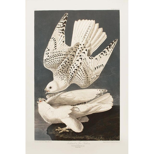 1990s Iceland or Jer Falcon After Audubon, Large American Classical Print For Sale - Image 12 of 12
