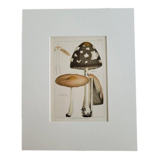 Antique Magpie & Wood Woolly Foot Poisonous Mushrooms Color Lithograph For Sale