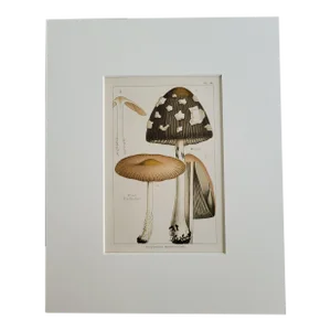 Antique Magpie & Wood Woolly Foot Poisonous Mushrooms Color Lithograph