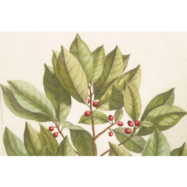Botanical Illustration Foliate Berry Colored Engraving, Custom Framed For Sale - Image 9 of 13