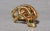 Metal The Hibbs: Ladies 18K Yellow Gold Snake Ring set with Peridot For Sale - Image 7 of 10