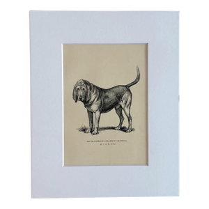 Antique Dog Print in 8 x 10 Mat, ca. 1890: "The Bloodhound Champion Cromwell"