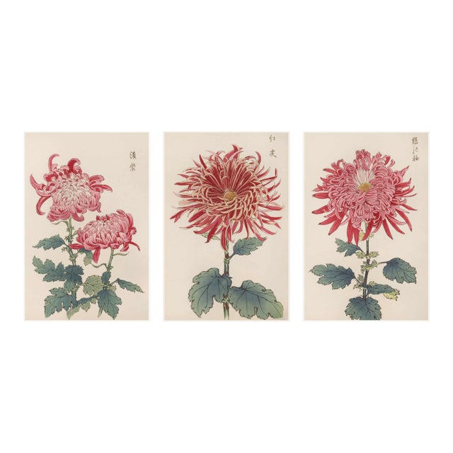 Red Chrysanthemum Triptych, Vintage Japanese Botanical Art Prints (Set of 3), 12" X 18" For Sale