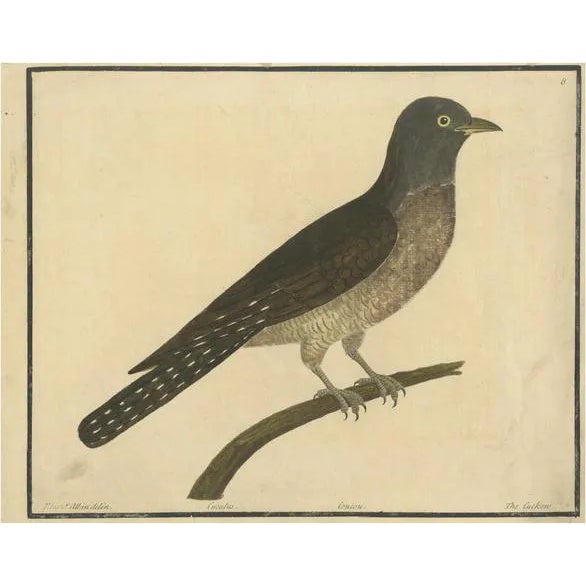 Eleazar Albin, The Cuckoo, 1730, Hand-Colored Engraving For Sale