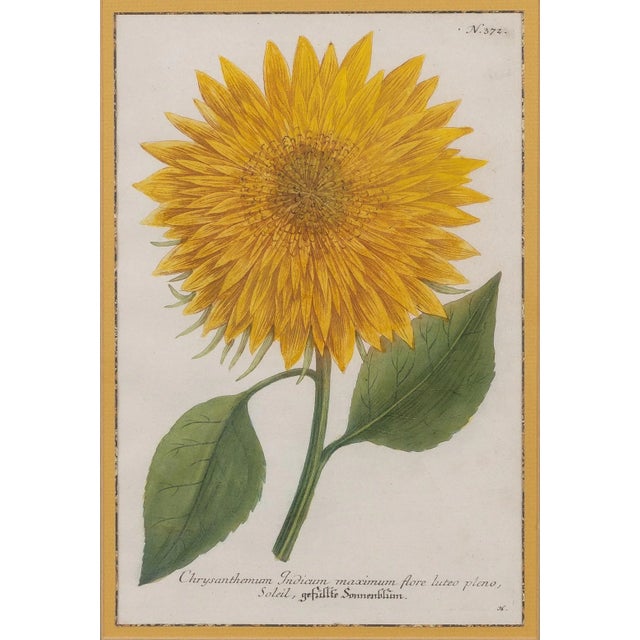 Mid 18th Century Mid 18th Century Original Botanical Still Life Engravings by Johann Wilhelm Weinmann, Framed - a Pair For Sale - Image 5 of 12