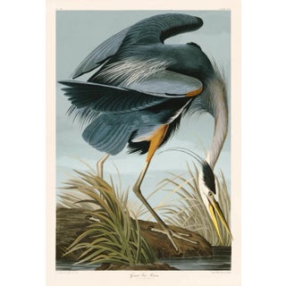 Great Blue Heron After Audubon With Blue Sky Giclee Print From CFA Editions For Sale