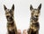 Pair of French Art Deco Dog Bookends, Signed Jamar, C. 1930 For Sale - Image 15 of 18