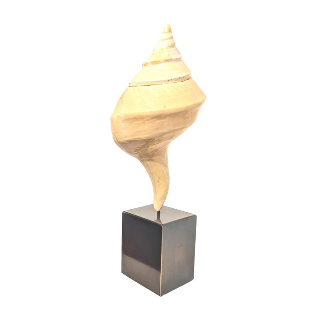 Offered is an Australian Trumpet (Syrinx aruanus) conch shell mounted on a black pedestal stand. The shell measures:: 9" W...