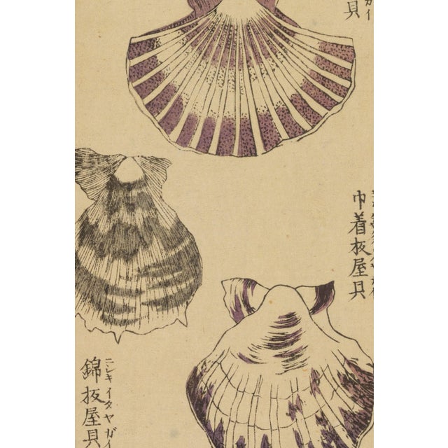 Japanese Vintage Japanese Seashell Studies Diptych, Woodblock Print Reproduction Set, 16" X 24" For Sale - Image 3 of 8