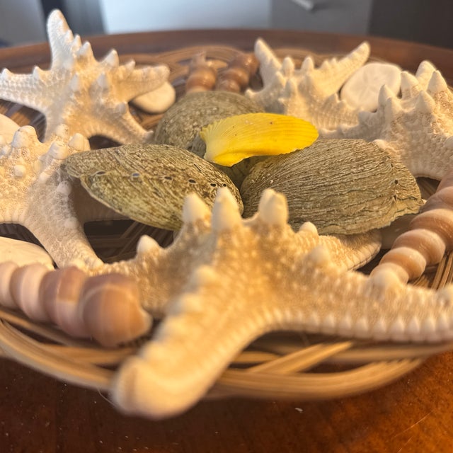 Shell Curated Maritime Still Life: An Assemblage of Pristine Specimen Seashells and Starfish in Woven Tray For Sale - Image 7 of 8
