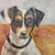 American 1990s Portrait Painting Smooth Haired Jack Russell Dog For Sale - Image 3 of 4