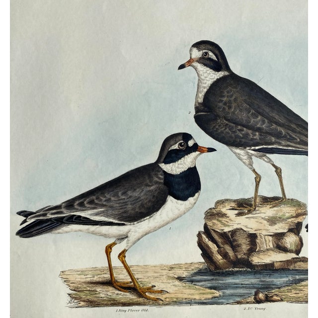 Prideaux John Selby (1788-1867) "Ring Plover Young & Old and Kentish Plover." Hand-colored engraving from Selby's...
